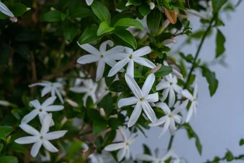 Jasminum multiflorum flowers Stock Photos