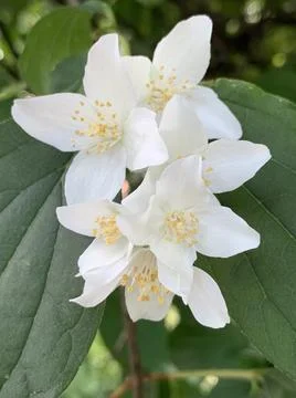 Jasminum Stock-Fotos
