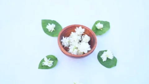 Jasminum sambac flower. Video stock 277529544