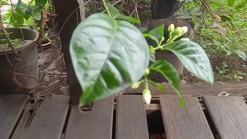 Jasminum sambac Stock Footage 308492502