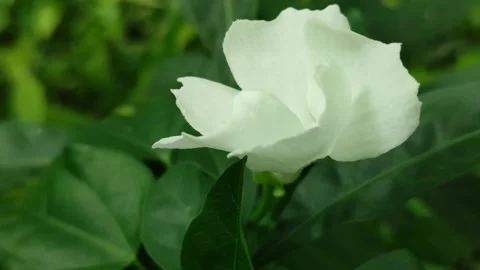 Jasminum Sambac White Jasmine Flower Stock Footage 325692853