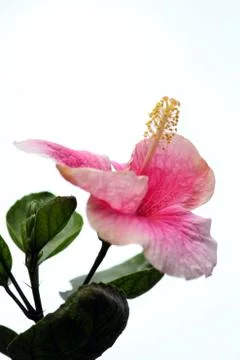 Jaswandi Flower Stock Photos