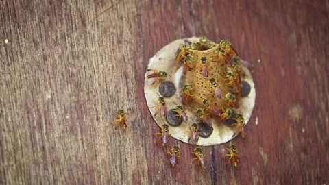 Jatai bee Stock Footage 135739447
