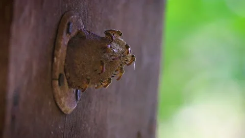 Jatai bee Stock Footage 135739486