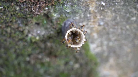 Jataí bee, stingless bee, entering the nest Stock Footage 275304534