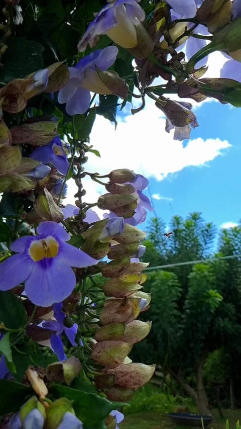 Jatai bees Stock Footage 238087355