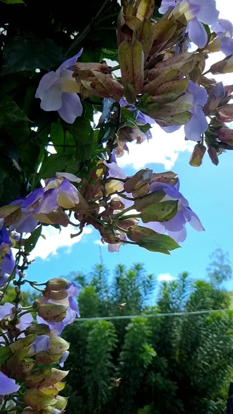 Jatai bees II Stock Footage 238087357