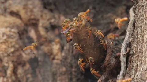 Jatai native stingless bee  hive on a tree Stock Footage 141169236