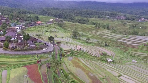 Jatiluwih Rice Fields in Bali Drone Footage Stock Footage