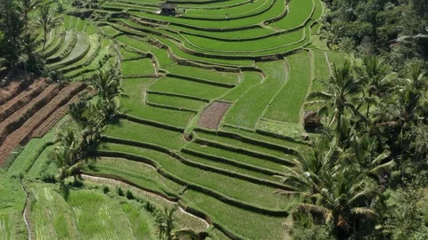 Jatiluwih rice terrace, Ubud - Bali Stock Footage