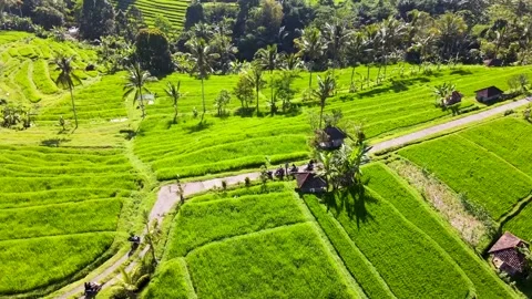 Jatiluwih Tabanan Bali Aerial View 스톡 동영상 194098341