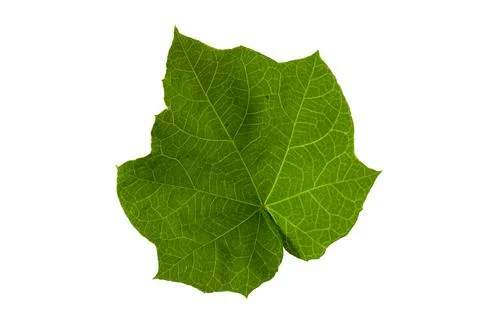 Jatropha curcas, also called physic nut, Barbados nut, or poison nut Stock Photos