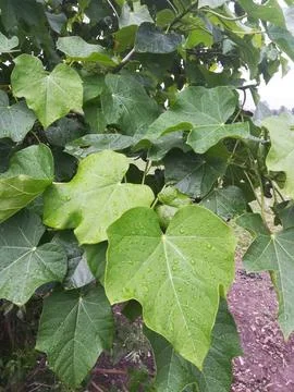 The Jatropha curcas Foto stock