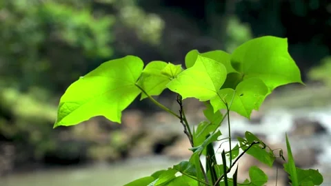 Jatropha curcas, Physic nut, Barbados nut. Beauty in nature Stock Footage 152265221