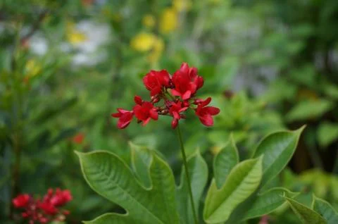 Jatropha flower Stock Photos