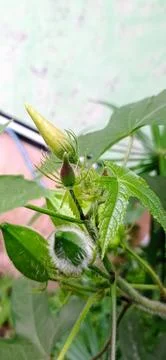 Jatropha Flower Stock Photos