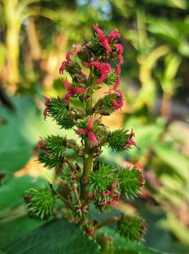 Jatropha flowers Stock Photos