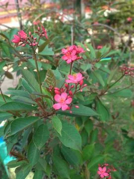 Jatropha integerrima blooming in the garden Stock-Fotos