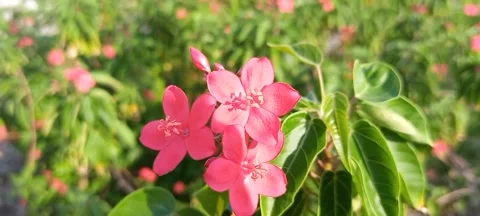Jatropha integerrima (flowers). Stock Footage 289350923