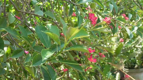 Jatropha integerrima Stock-Footage 342805503