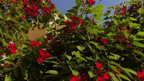 Jatropha integerrima or Integrileaf, Spicy, peregrina Stock Footage 277994533