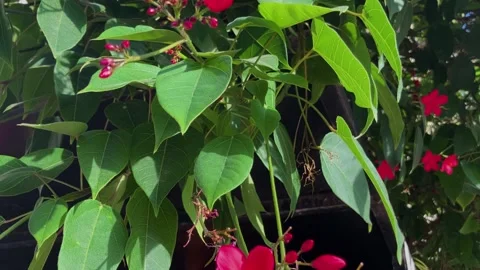 Jatropha integerrima or Integrileaf, Spicy, peregrina Stock Footage 277994542