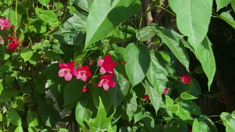 Jatropha integerrima or Integrileaf, Spicy, peregrina Stock Footage 277994572