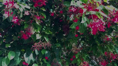 Jatropha integerrima or Integrileaf, Spicy, peregrina Stock Footage 277994574