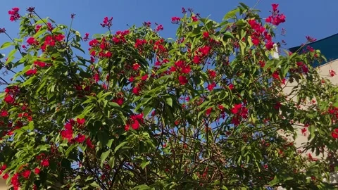 Jatropha integerrima or Integrileaf, Spicy, peregrina Stock Footage 277994584