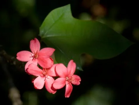 Jatropha integerrima Stock Photos