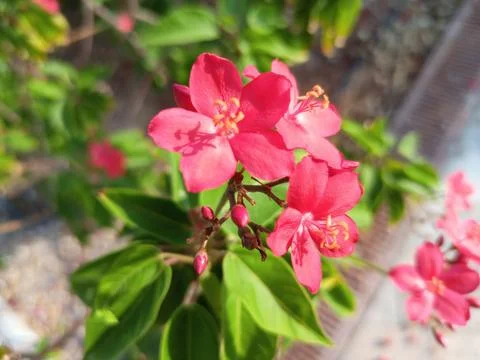 Jatropha integerrima red flowers. Stock Photos