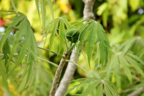 Jatropha multifida tree and fruit. Stock Photos