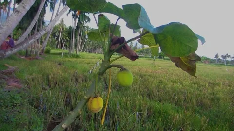 Jatropha plant in rice fields with cloudy weather Stock Footage 197375434