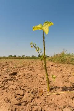Jatropha seedling Stock Photos
