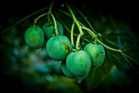 Jatropha seeds Stock Photos