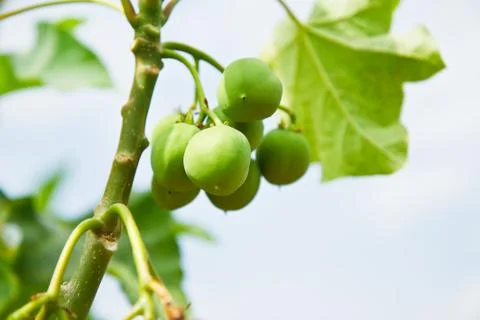 Jatropha trees. Stock Photos