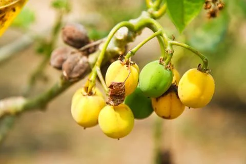 Jatropha trees. Stockfoto's