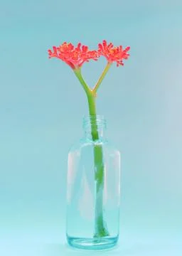 Jatropha in the vase. Stock Photos