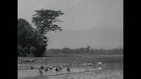 JAVA - 1966 - Farmers drive water buffaloes through flooded rice paddies. A man Video stock 327748010