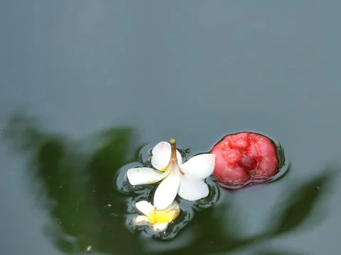 Java apple float in clear water, a macro view of spring's delicate beauty Foto stock