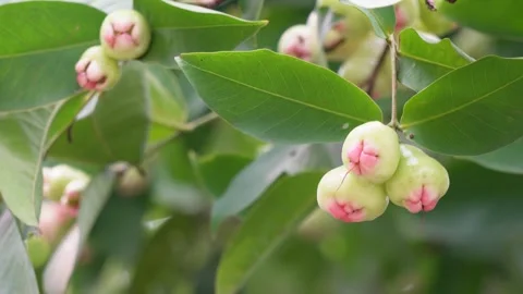 Java apple fruit Stock Footage 346131371
