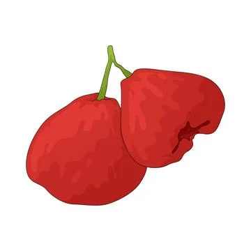 Java Apple illustration 스톡 일러스트