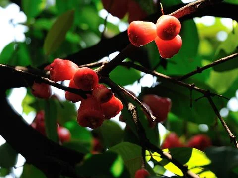 Java apple on a nature's branch, a sweet summer fruit Stock Photos