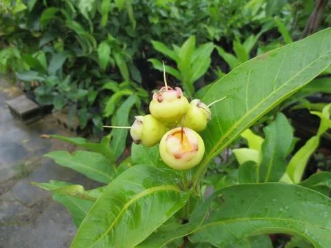 Java apple, Semarang rose-apple and wax jambu Stock Photos