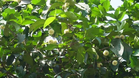 Java Apple Tree Stock Footage 335207124