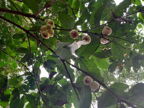 Java apples or water guava hanging on the tree Foto stock