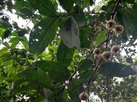 Java apples or water guava hanging on the tree Stock Photos