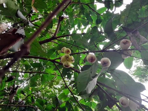 Java apples or water guava hanging on the tree Stock-Fotos