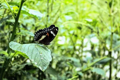 JAVA BUTTERFLY. Stock Photos