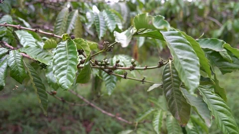 Java Coffee grows on a plantation Close to the city of Banyuwangi in  East Stock Footage 130427184
